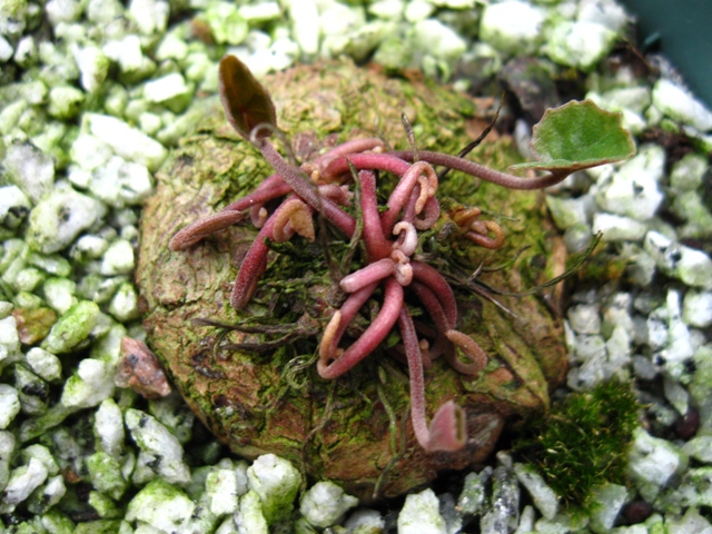 Closeup of a hardy cyclamen unfurling